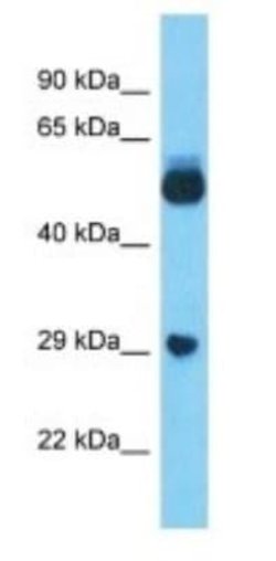 LOC100132249 Rabbit anti-Human, Polyclonal, Novus Biologicals 100 &mu;g | Buy Online | Novus Biologicals | Fisher Scientific
